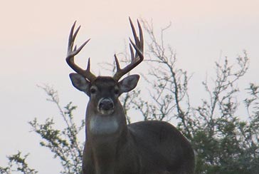 South Texas Whitetail Trophy Hunting