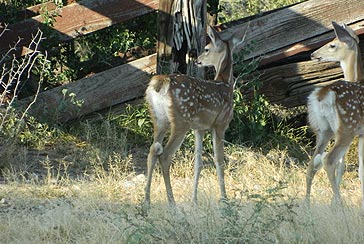 South Texas Hunting Ranches