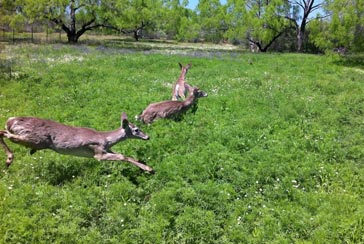 Whitetail Buck in South Texas