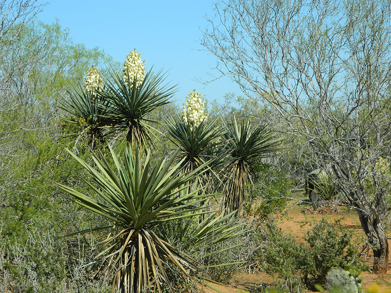 South Texas Whitetail Hunting Ranch